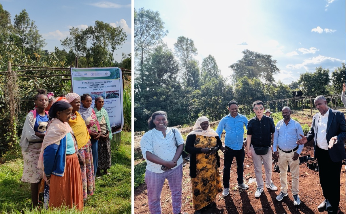 Sidama coffee farm